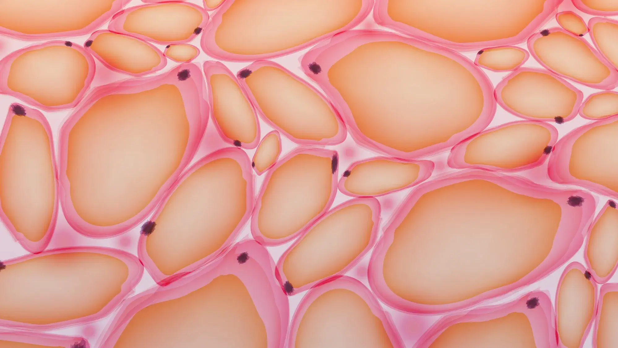 Adipose tissue cells under a microscope