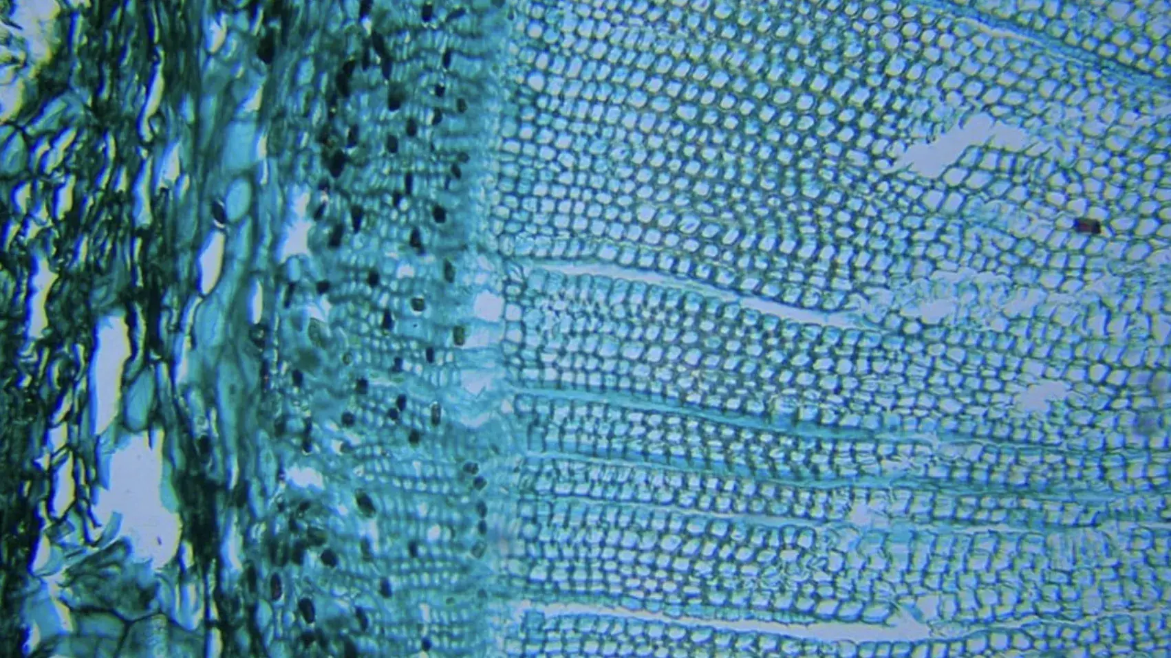 Microscope image of CYP2D6 emzyme
